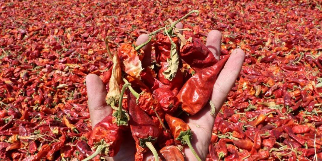 20 tesiste 8 bin kişilik dev kadronun mesaisi başladı! 2 ay boyunca ter dökecekler, en güzelini sofralara gönderecekler 4